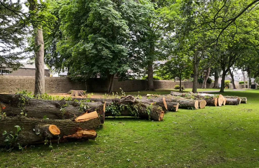 What-Is-the-Best-Time-of-Year-for-NH-tree-removal